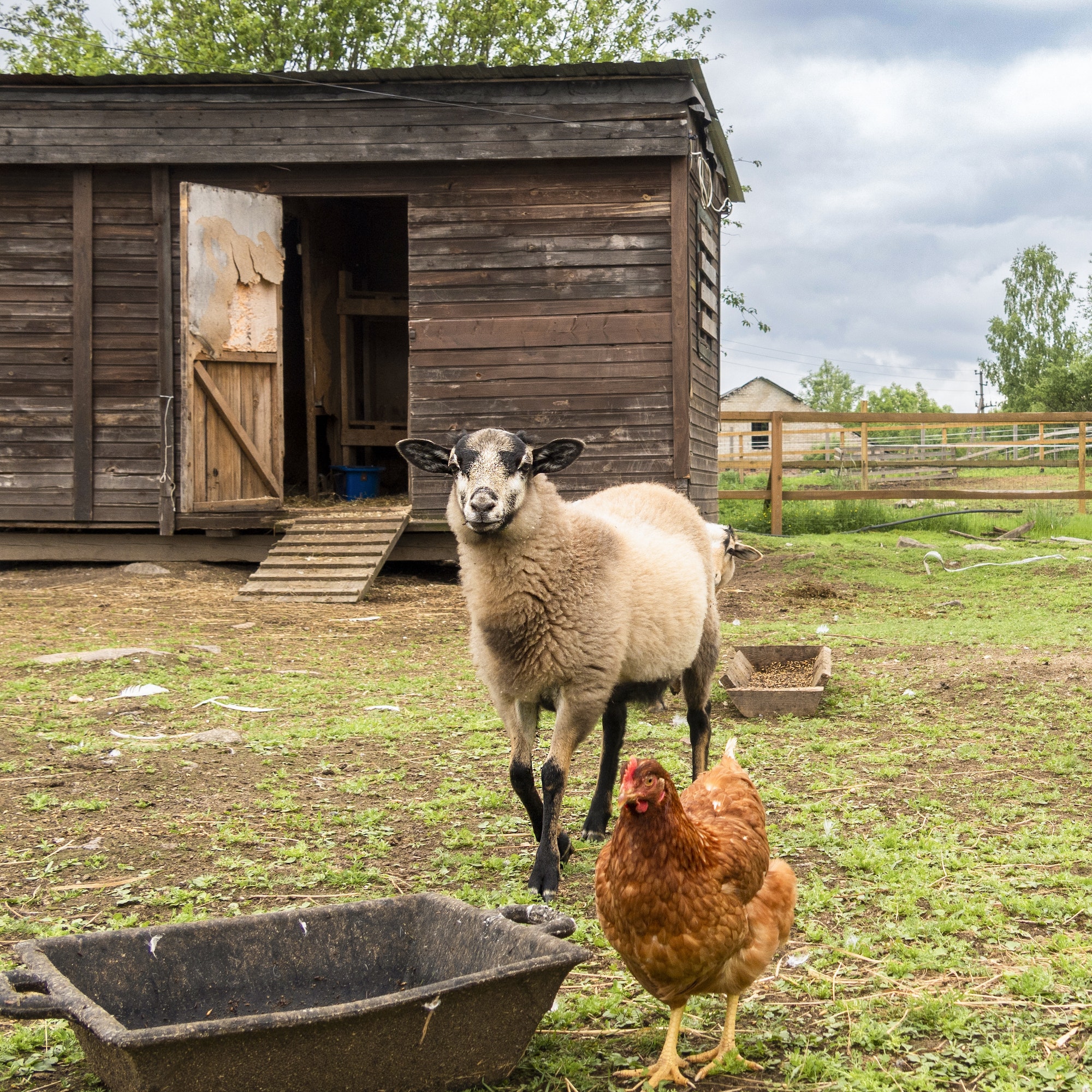 Countryside landscape whis geese, chickens, turkeys graze, sheeps in poultry yard on green grass. Ru